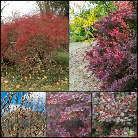 when to trim barberry bushes.